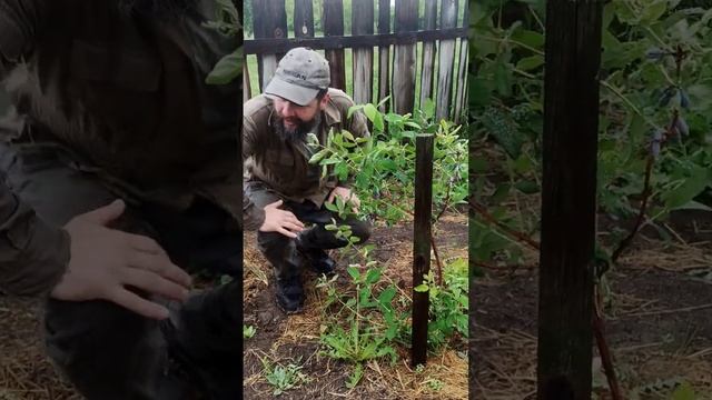 Какой сорт жимолости посадили? Крупные ягоды принявшихся саженцев нашего алтайского сада (в дождь)