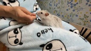 Купили хомяка для дочери. Сирийский хомяк в семье.