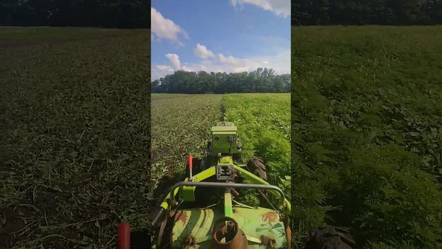 дизельный мотоблок vs высоченный сорняк. потянет ли фреза прям по сорняку? #тренд #мотоблок #мтз