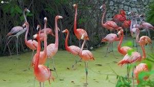 Птицы Мира. Красивые звуки птиц в тропическом лесу, звуки джунглей, живописный фильм для релакса.