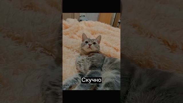 как тебе такое предложение 🤭😉 #cat #shortscats #musicapp #talkingcats #catscatscats #ржачныевидео