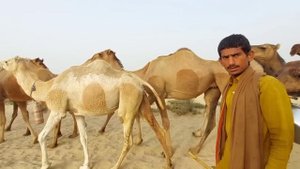 Deserts Village Life Near India-Pakistan Border | Pakistan Village Life | Stunning Punjab