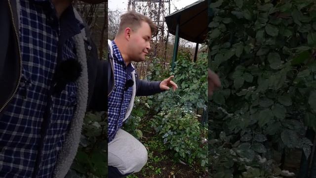 НЕ ОБРЕЗАЙТЕ ЛИСТЬЯ У #РОЗ. Это сказывается на #зимостойкость. #Листья должны облететь сами!