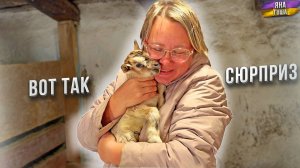 КОЗА НЕОЖИДАННО РОДИЛА КОЗЛЯТ! 😮 Мы не знаем кто папа! 😐