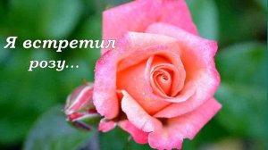 Я встретил розу...на детской гармошке