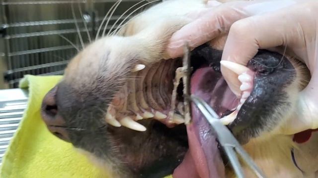 Things that get stuck in a dog's mouth! смотреть онлайн