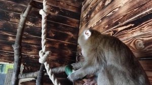 Психованная обезьяна 18+