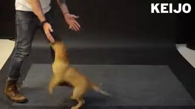 Летающая колбаса Собачка в шке! смотреть онлайн