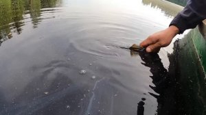 У МОЛОДОЙ МАМЫ НА РЫБАЛКУ 2 ЧАСА  ЧТО ПОЙМАЛА СПИННИНГОМ daiwa cima wise stream