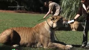 10 ЖИВОТНЫХ СОЗДАННЫХ ЧЕЛОВЕКОМ ИХ ВЫВЕЛИ УЧЁНЫЕ