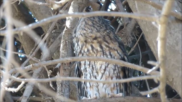 2021 18 08 УШАСТАЯ СОВА ДНЕМ ДЕРЖАЛАСЬ, ДЕРЖАЛАСЬ И ЗАСНУЛА смотреть онлайн