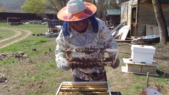 сот никот удачная попытка , берите обязательно аптечку на пасеку смотреть онлайн