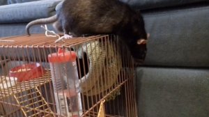 приколы с крысой (: