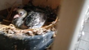 У кого то голуби летят, а у меня сидят..mp4