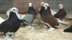 Вольские высоколетные голуби.