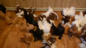 Коллекция статных голубей, г Воронеж Мымриков А А