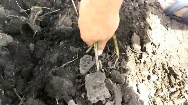 Сажаем картофель летом в засуху. Часть 1. Копаем чеснок, подготовка земли без вспашки мотоблоком