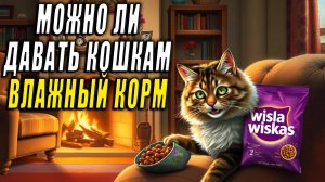 Можно ли кошкам влажный корм. Можно ли давать кошкам влажный корм