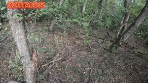 Осенняя охота на зайца с Гончими РГ и ПГ в Дагестане!