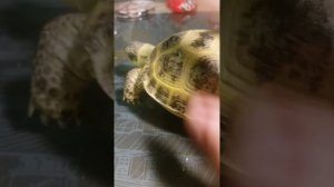 Как определить возраст черепахи