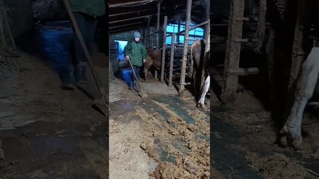 Ответ на вопросы Ч2. ТГК - DanilaFermer #farming #farmlive #быки #shorts #деревня #врек #втоп