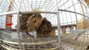 Как перепелки откладывают яйца