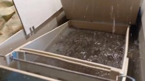 Инкубация осетровых.