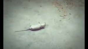 Мышь притворяется мертвым! Очень смешно !!)