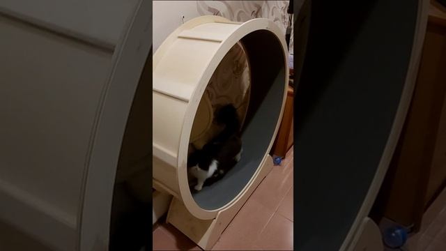 Утренняя зарядка