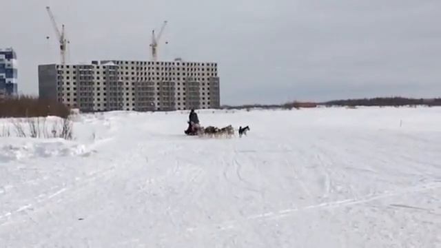 День оленевода Надым. Хаски, упряжка. смотреть онлайн