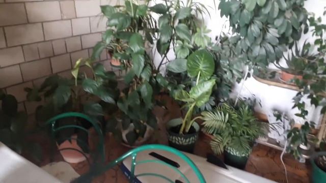 цикады проснулись. вид на море с уютной терассы.