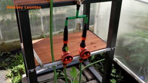 Обзор. Капельный полив "Жук" на две теплицы. Полив в теплице.