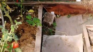 Голуби, помидоры, хлопоты..mp4