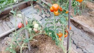 Утро, 8 августа..mp4