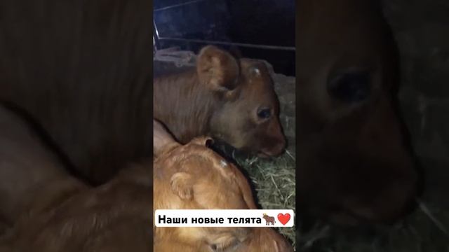 Наши новые телята❤ 06.10.24 #farming #farminglife #деревня #жизньвдеревне #подростокиздеревни