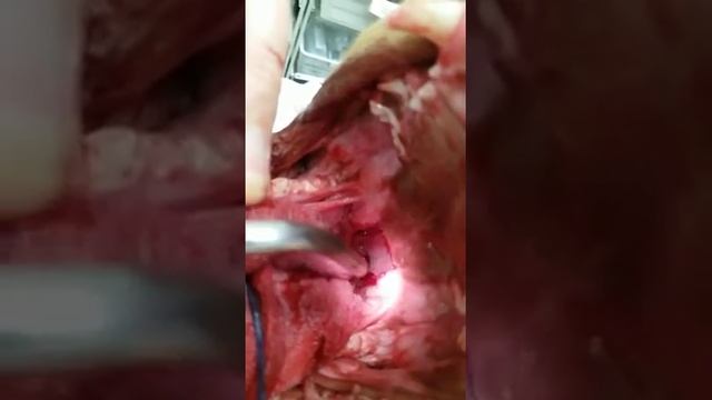 A short nosed breed dog after airway surgery Brachycephalic Obstructive Airway Syndrome BOAS смотреть онлайн