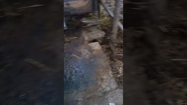 Чистим сарай ТГК- DanilaFermer  #работа #shorts #рекомендации #деревня #farming #farmlive #хозяйство
