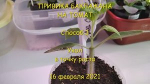 Прививка баклажана на томат укол в точку роста и прививка в расщеп_Eggplant grafting on tomato