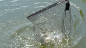 Ловля фидером в середине лета. Лещ? Карась? Сазан?...