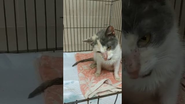 Ева спинальница. Травма позвоночника, больные уши, пятно на носу и полностью не открывается глаз.