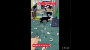 щенки немецкой овчарки,продаются.mp4