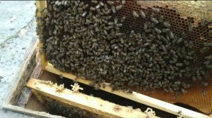 Пчелы! Облёт после обработки бипином! Проверяем наличие клеща