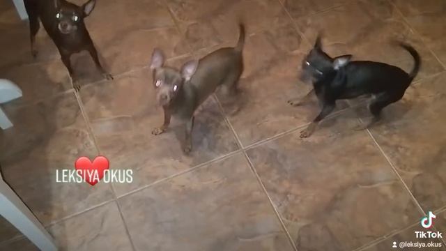 Лексия Окус питомник; девчонки зажигают😊 синхронистки😊 #русскийтой #тойтерьер смотреть онлайн