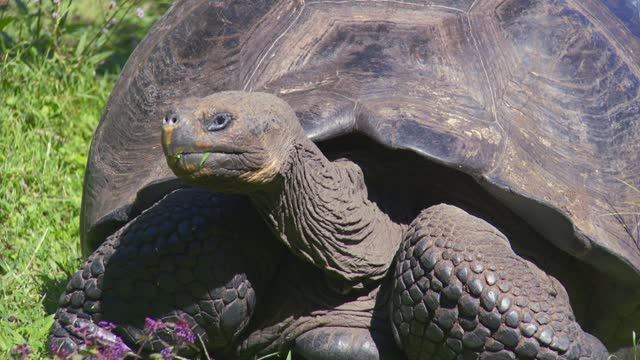 Dive Away - The Galapagos Islands