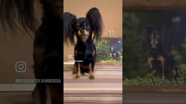 Пчёлка 🐝. Русские тои #вивабосса смотреть онлайн