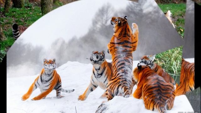 тигры