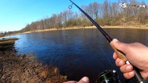 Ловим кумжу на реке Салаца 2023. Часть 2.