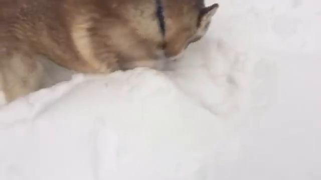 Хаски Сюся после снежной бури в Москве добралась до Черноплодки смотреть онлайн