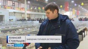 Международная выставка голубей в Воронеже.