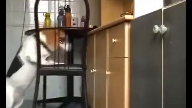 Невоспитанная собака – горе в семье смотреть онлайн